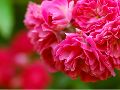 Authentieke bloemenpracht met oude rozen - Gallicarozen - rozenstruik - albarozen - kweken...
